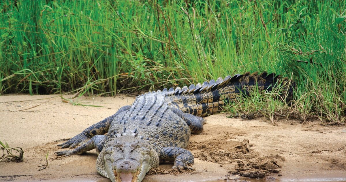 Crocodile Watching