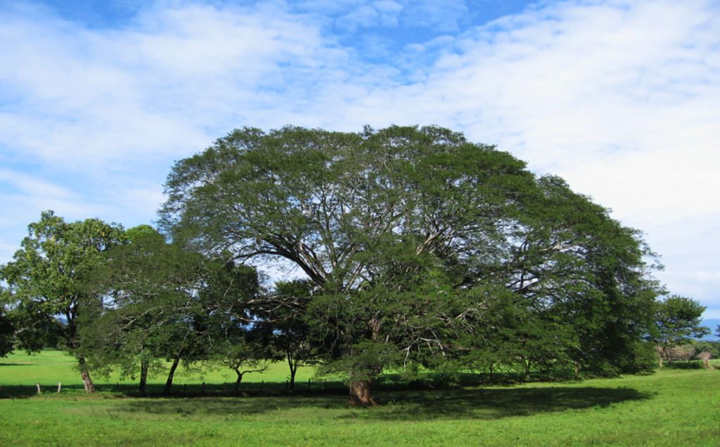 Ancient Guanacaste Trees