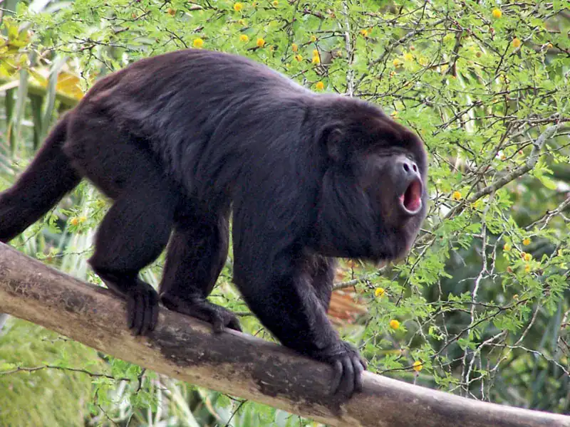Howler Monkey Habitat