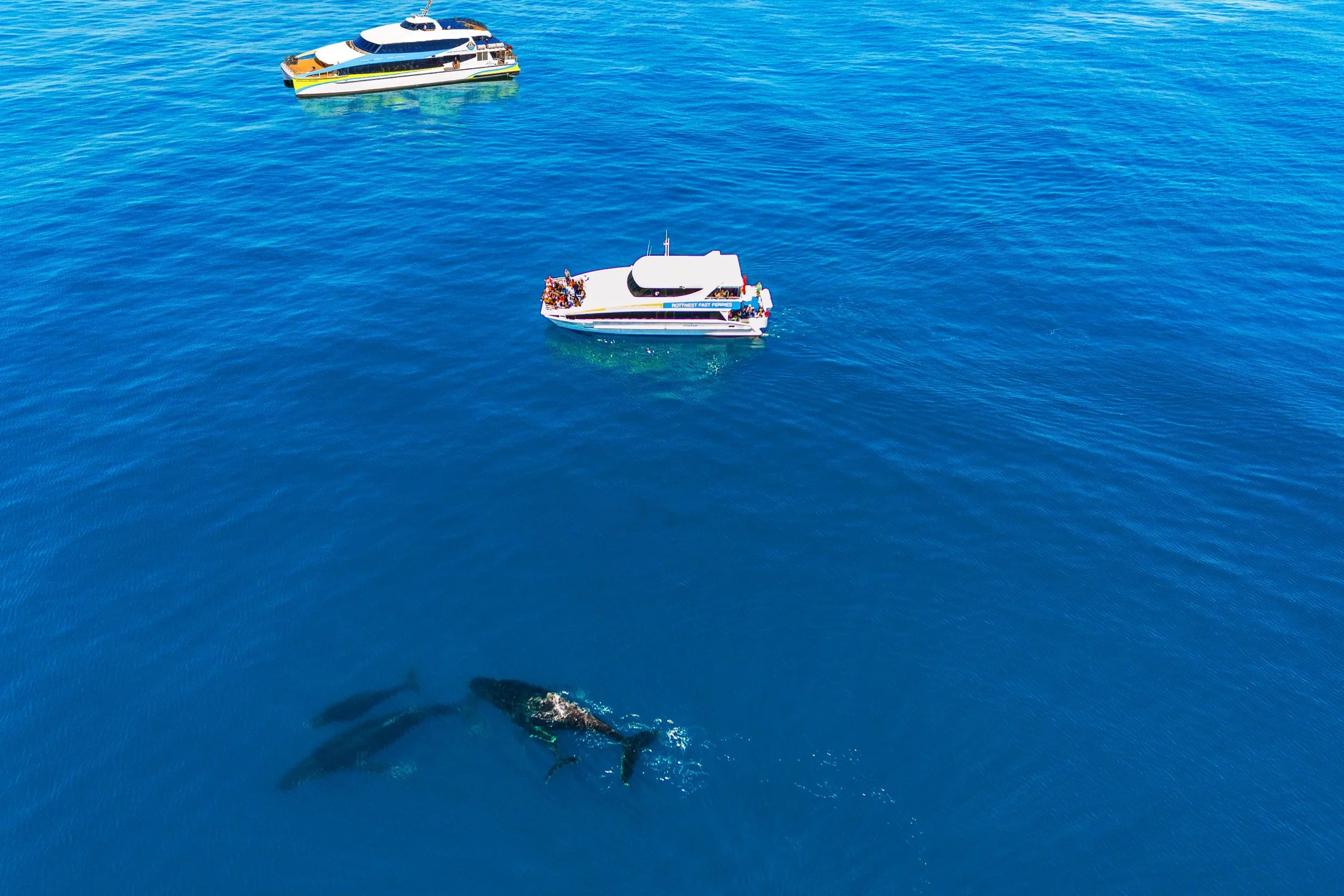 Hillarys Boat Harbour Whale Watching