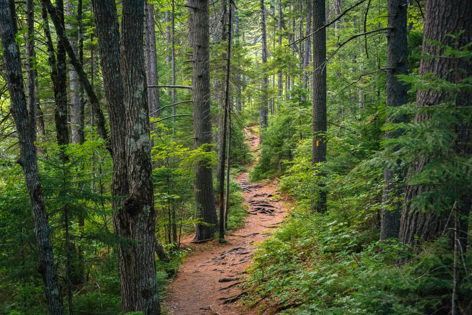 White Mountain Horseback Riding Trail Experience