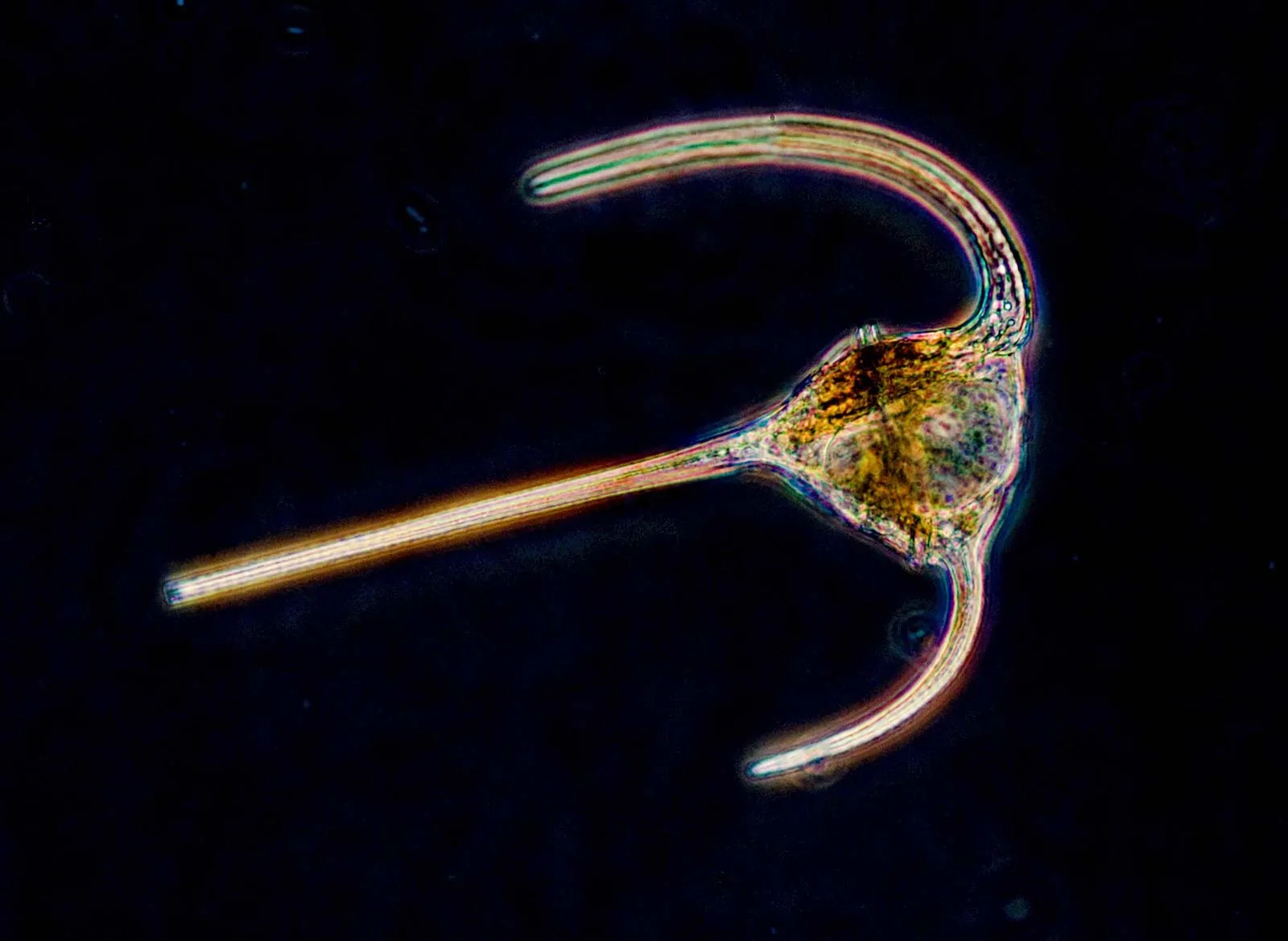 Dinoflagellate Colonies