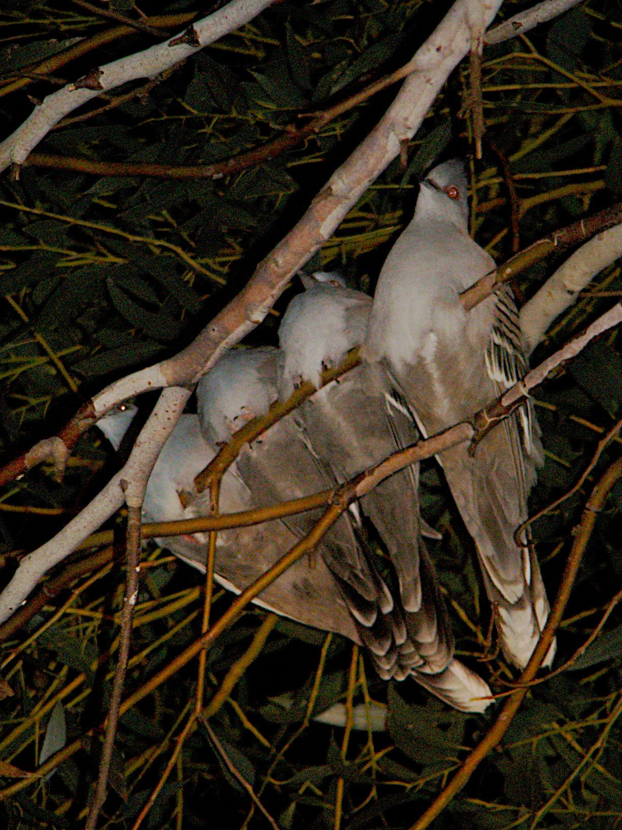 Nocturnal Bird Roosts