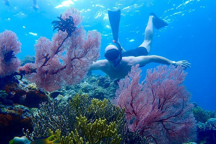 Menjangan Island Snorkeling Tour