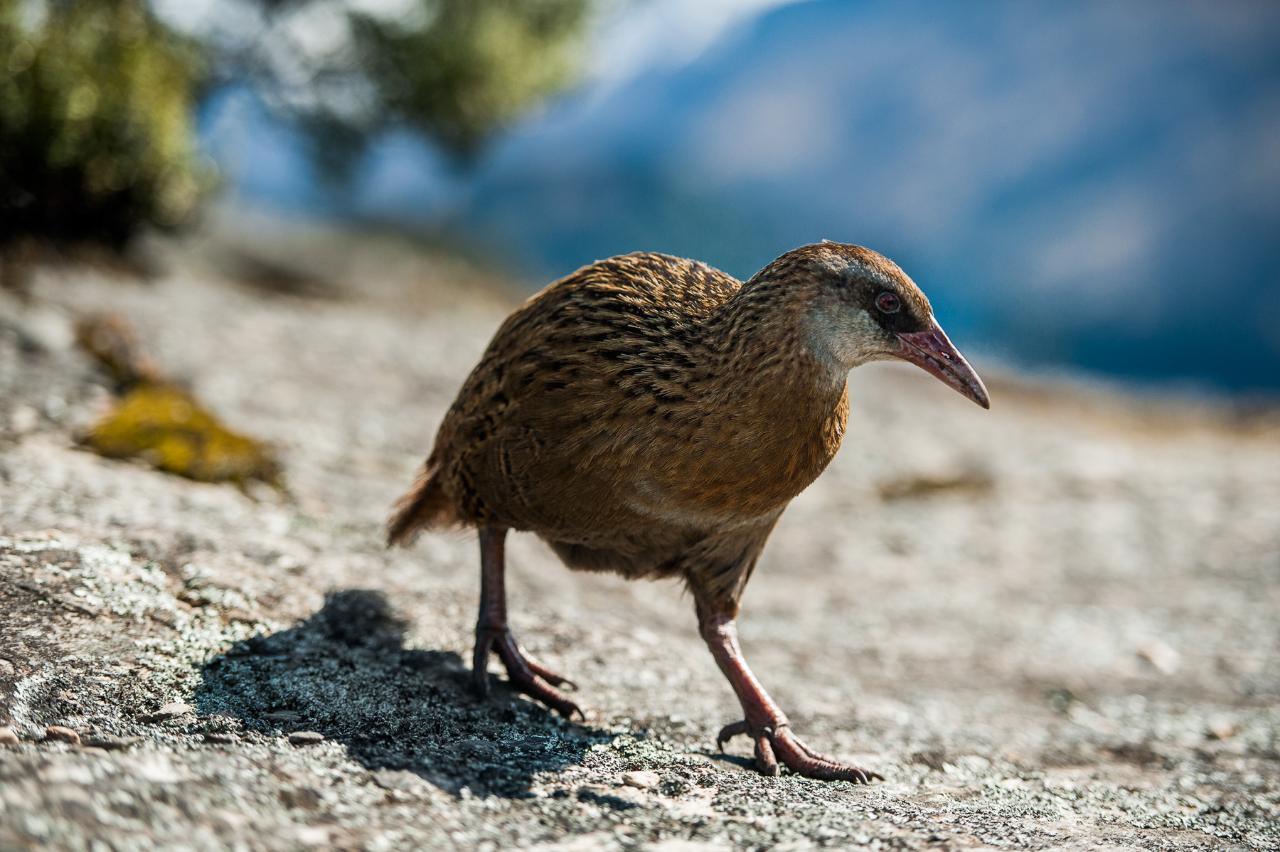 Buff Weka Habitat