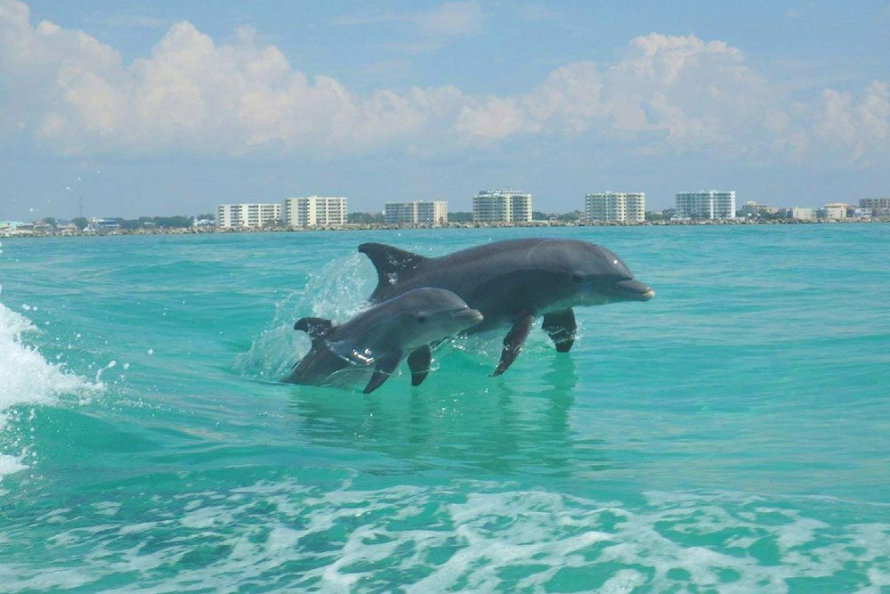 Fort Walton Beach Dolphin Cruise