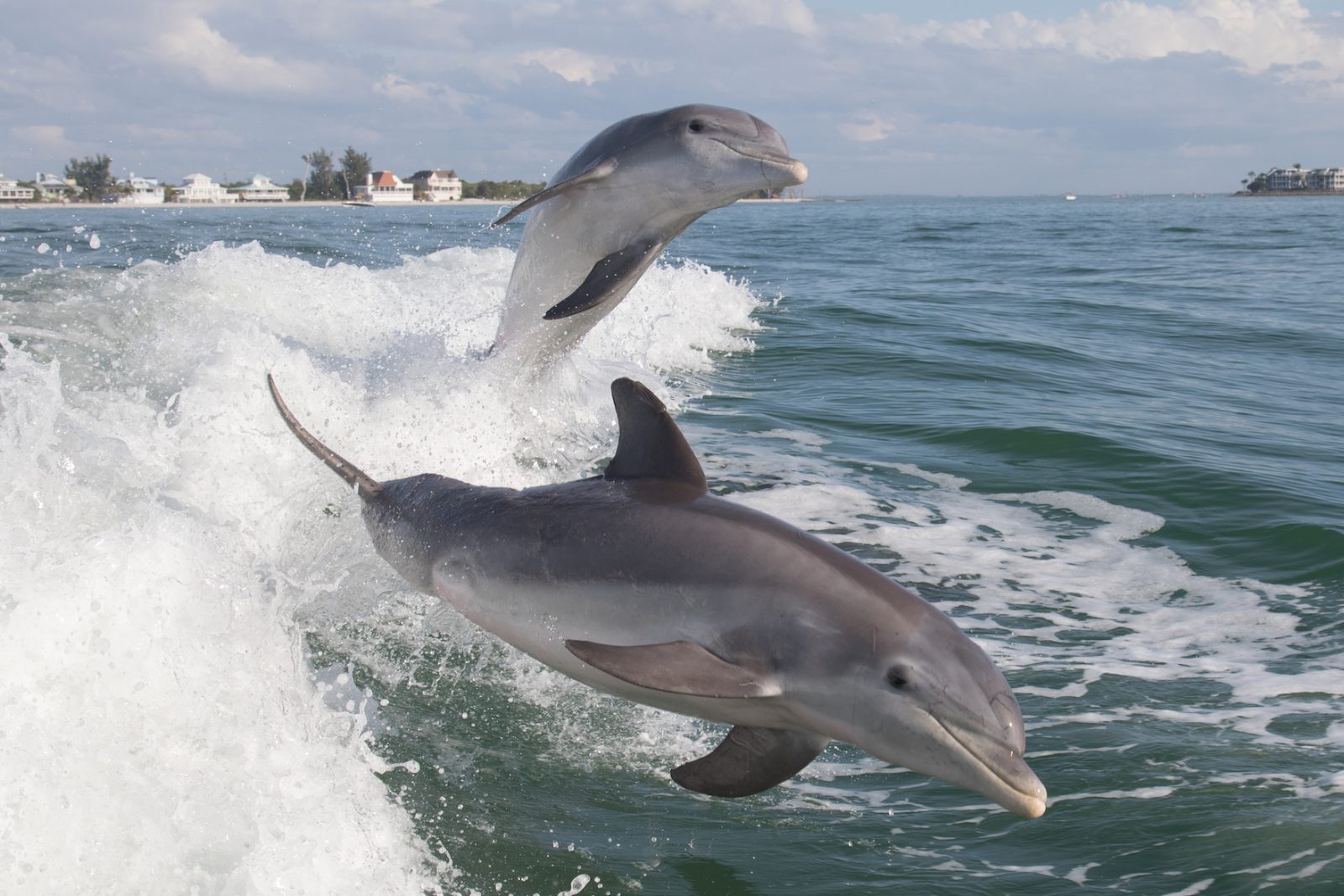 Gulf of Mexico Excursion