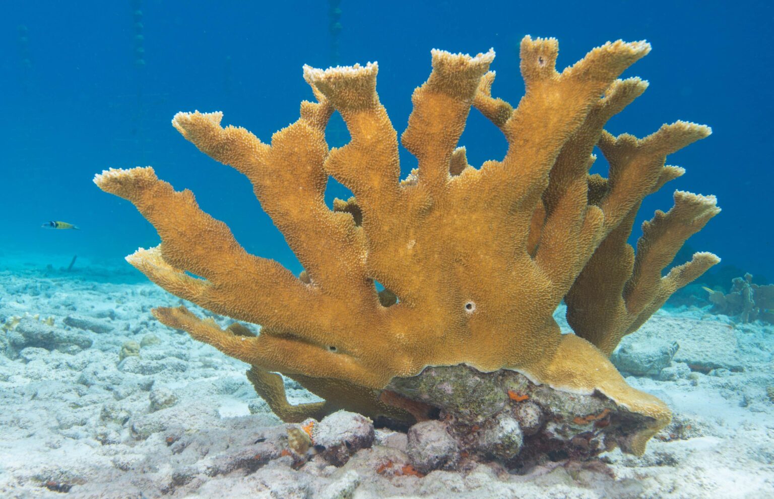 Your experience at Cozumel 3 Reef Snorkel