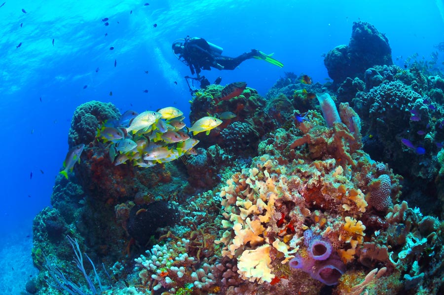 Cozumel 3 Reef Snorkel Experience