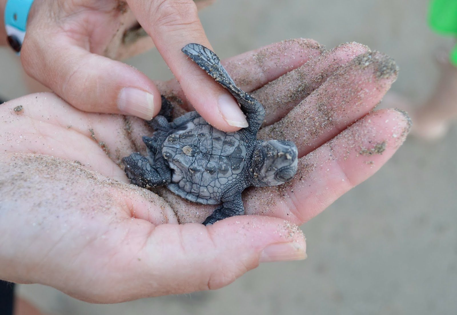 Your experience at Turtle Release Puerto Escondido