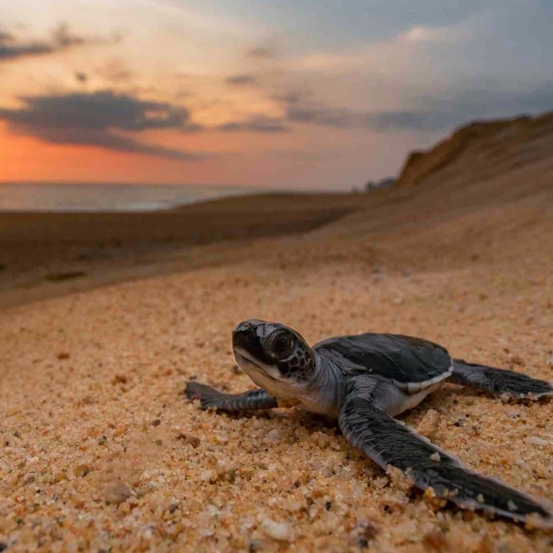 Turtle Release Puerto Escondido Experience
