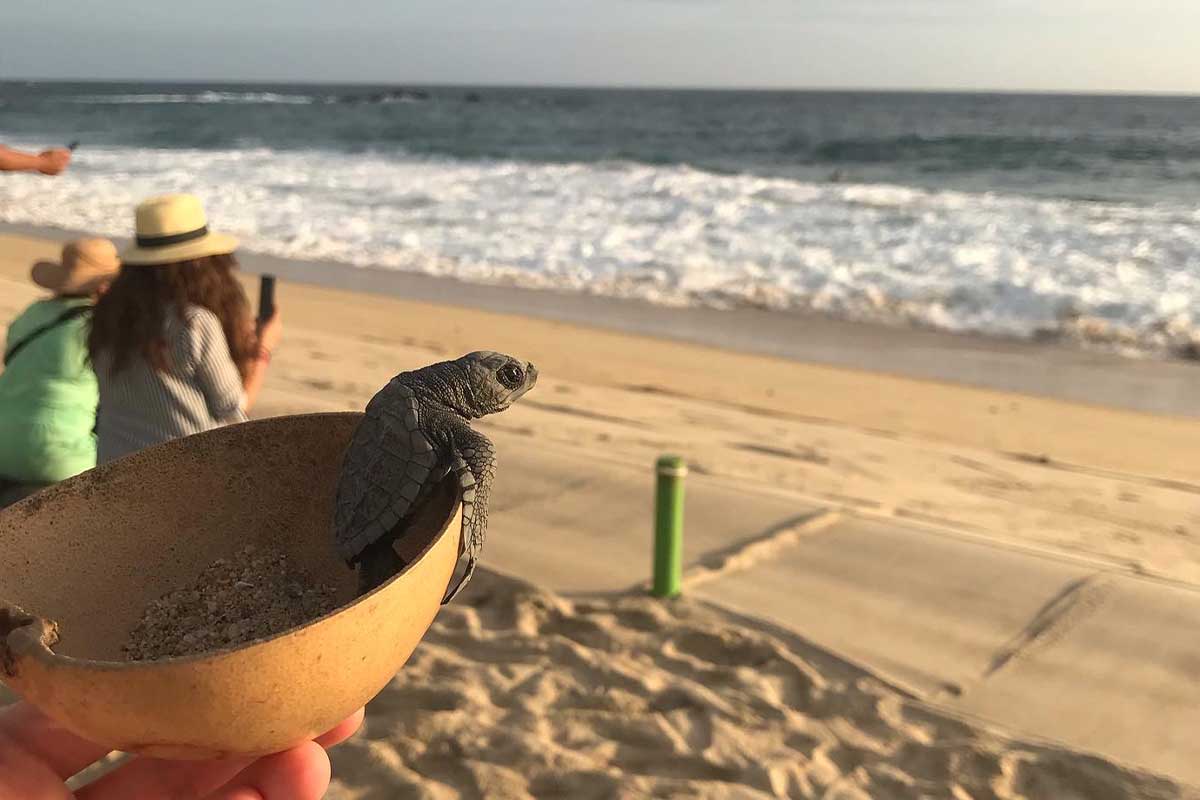 Turtle Release Puerto Escondido