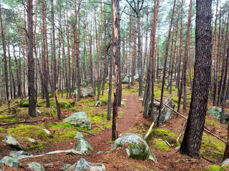 Forest of Fontainebleau
