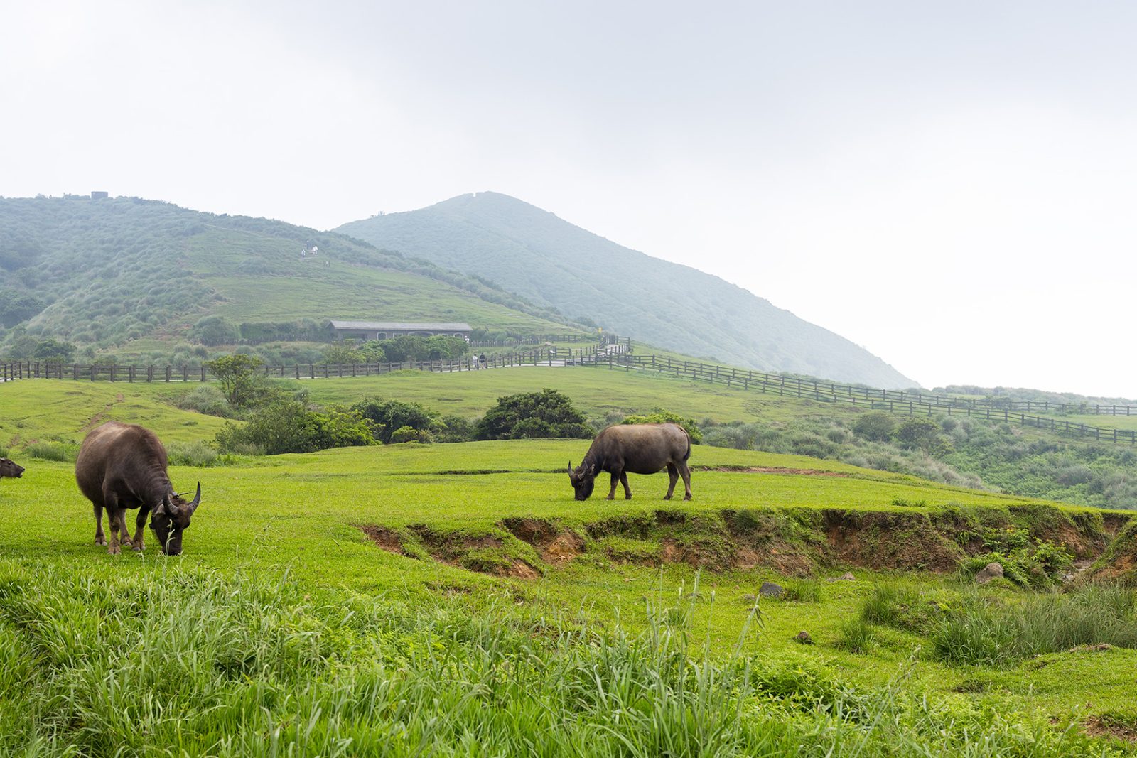 Beitou and Yangmingshan Day Tour