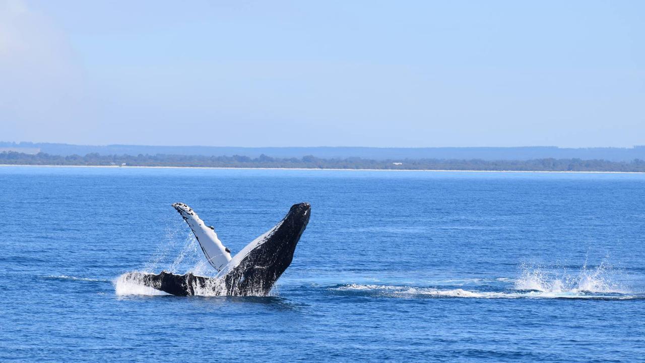 Busselton Whale Watching Experience