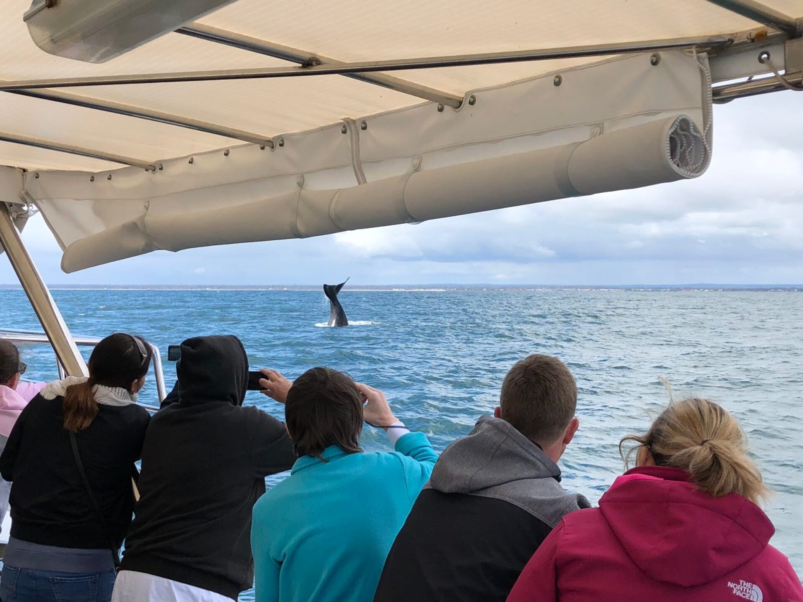 Your experience at Busselton Whale Watching