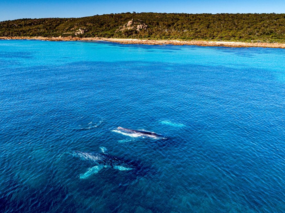 Busselton Whale Watching