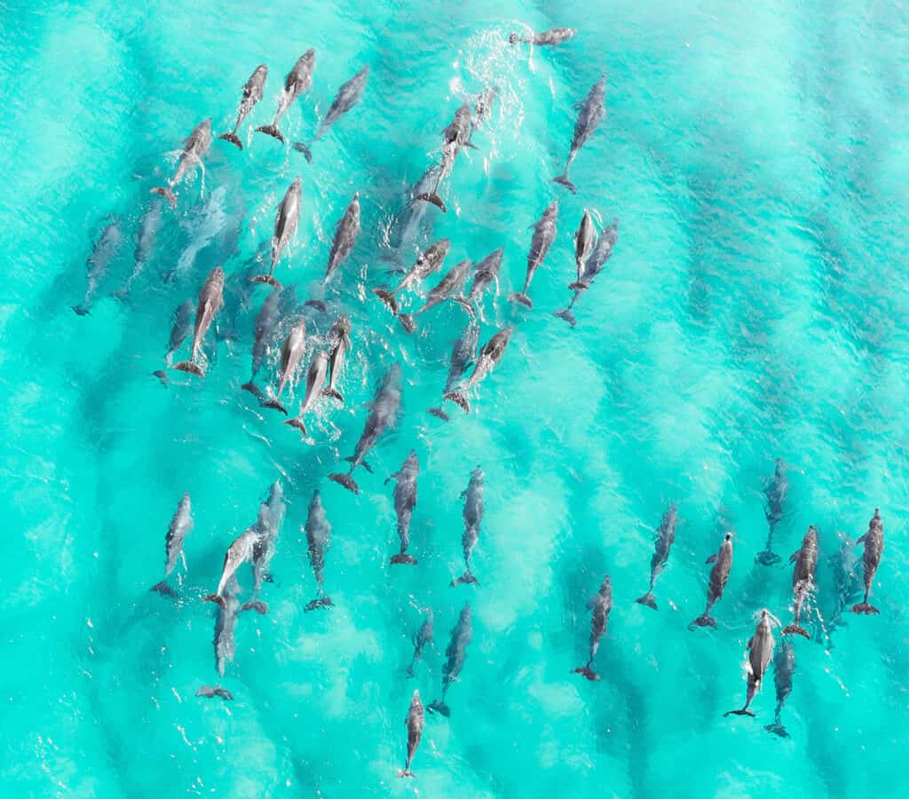 Common Dolphin Pods