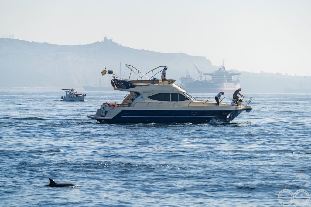 Your experience at Gibraltar Dolphin Tours