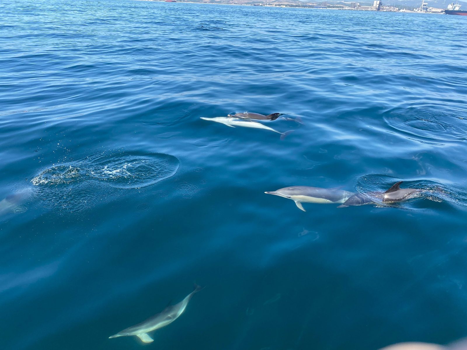 Gibraltar Dolphin Tours