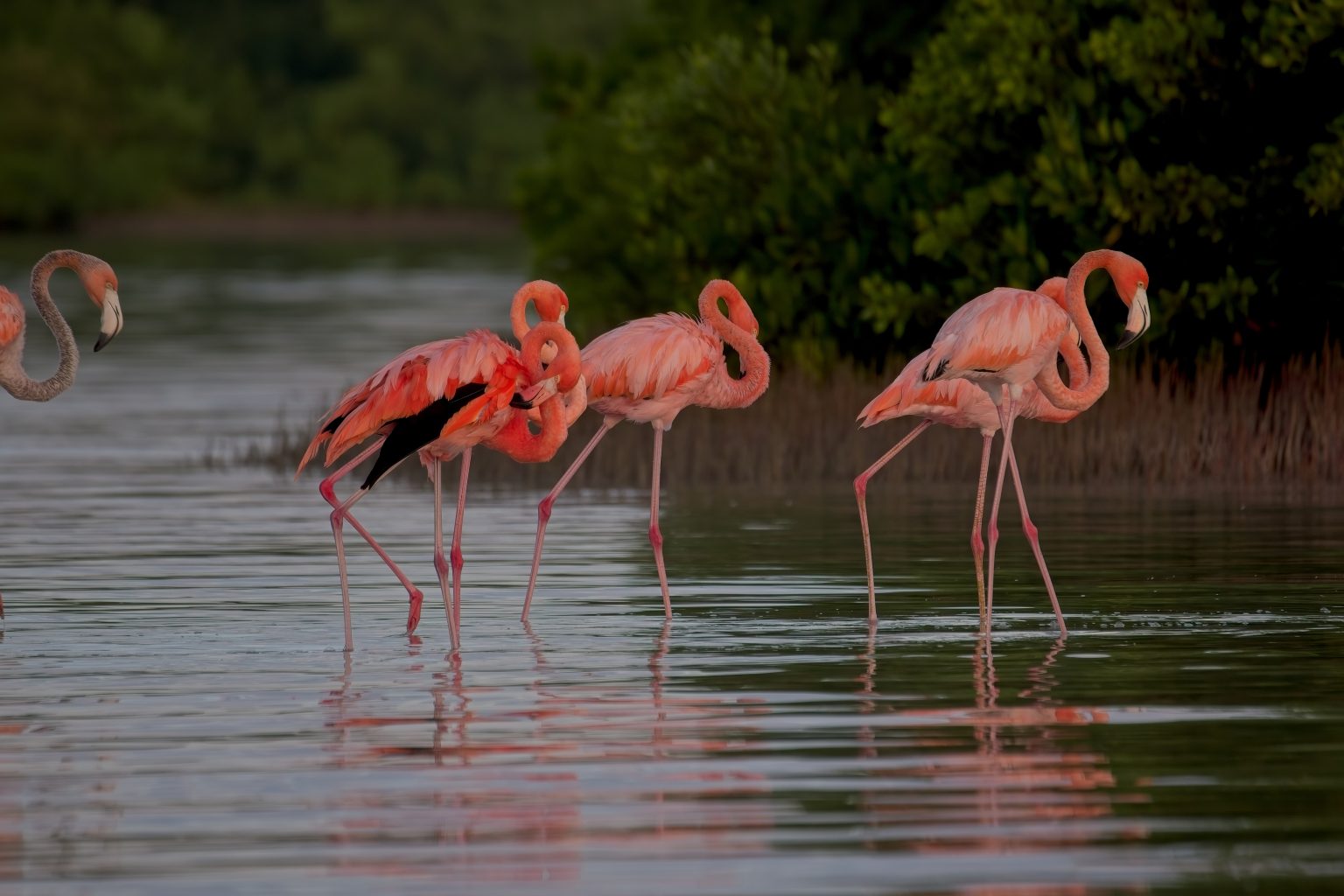 Your experience at Rio Lagartos and Las Coloradas Tour