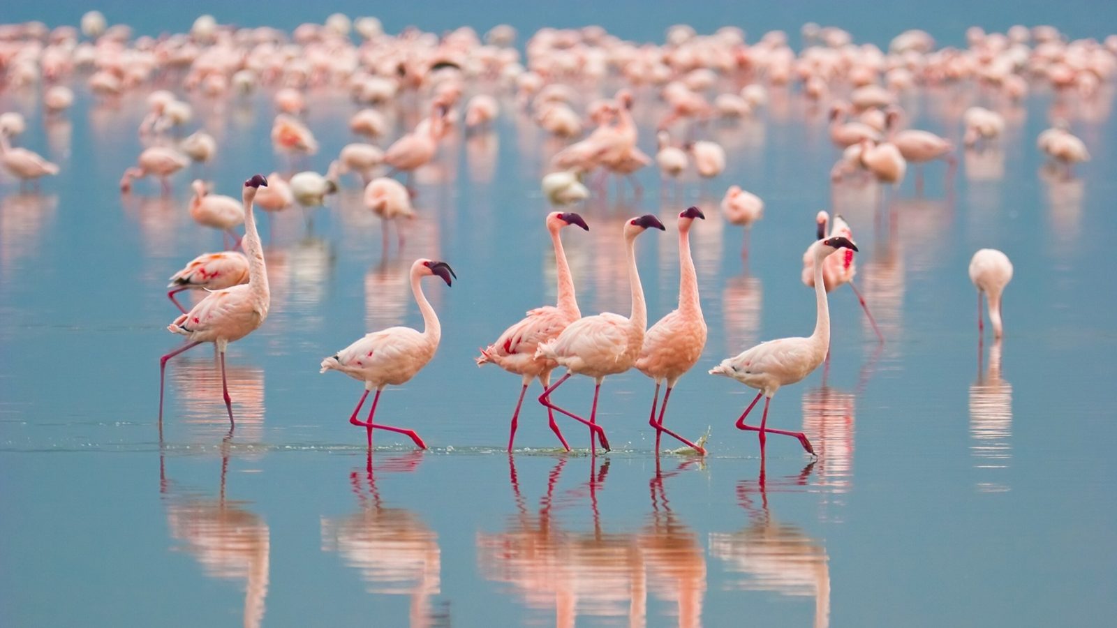 Flamingo Habitat