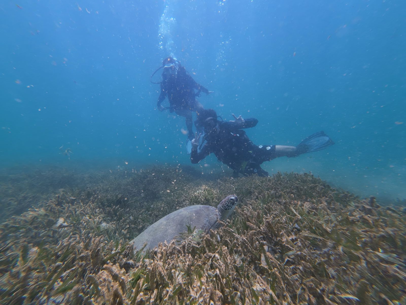 Where to See Sea Turtles in Puerto Rico