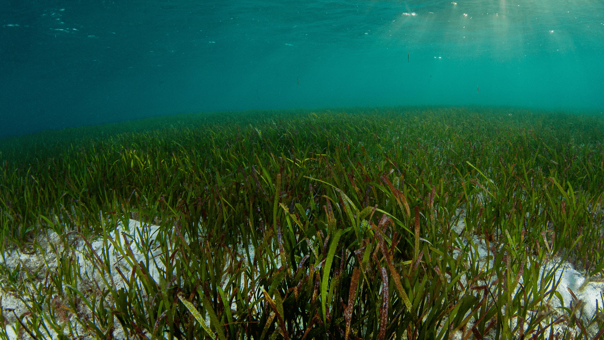 The Sea Grass Flats