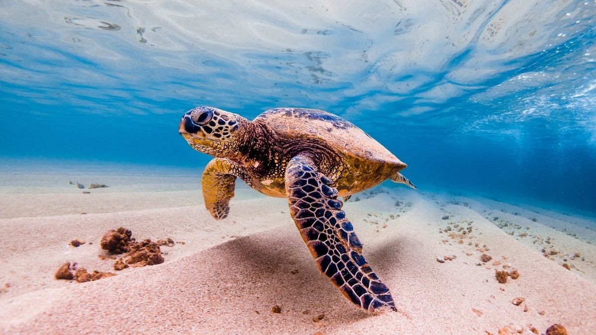 Can You Swim With Turtles in Puerto Rico
