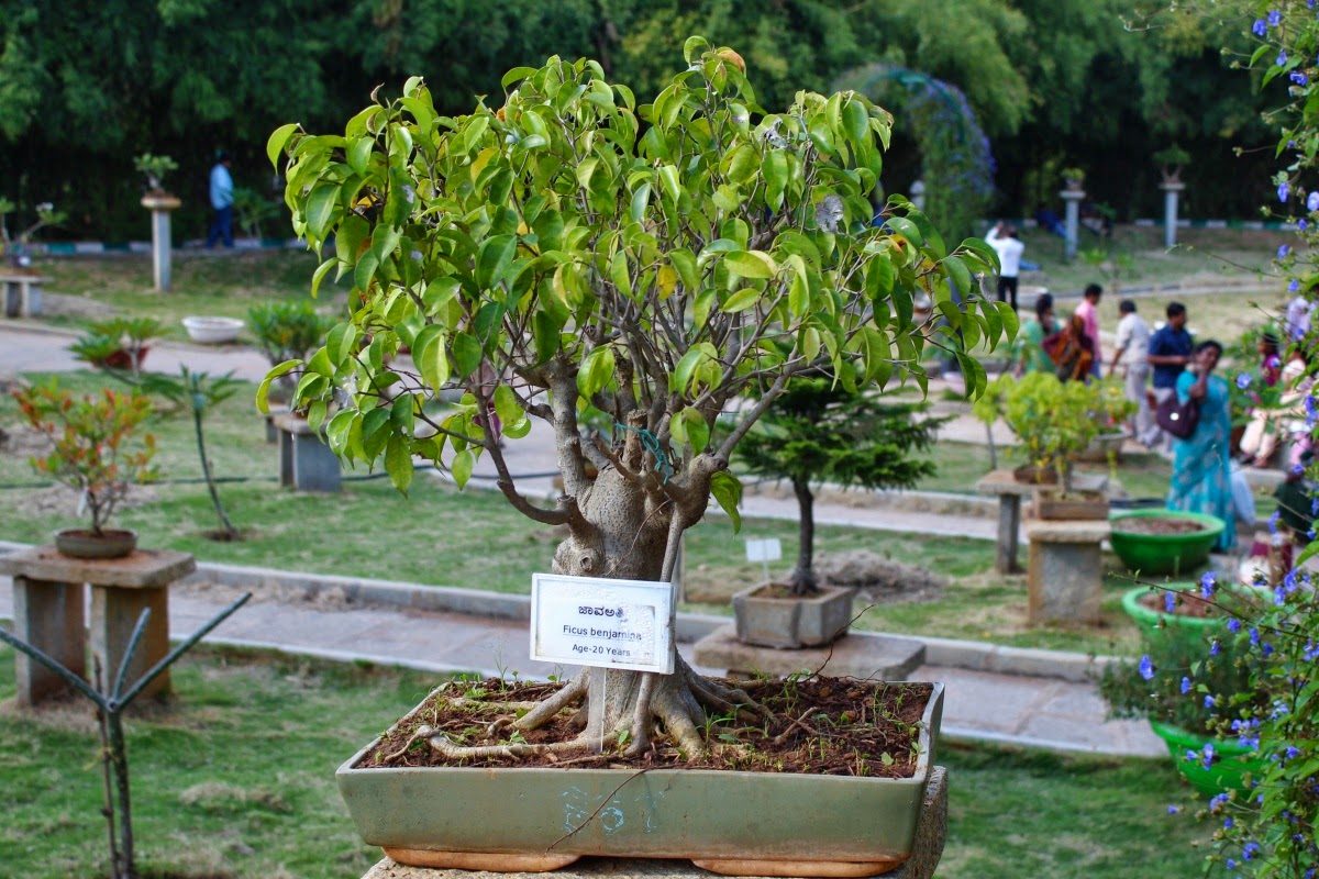 Jardín de bonsáis