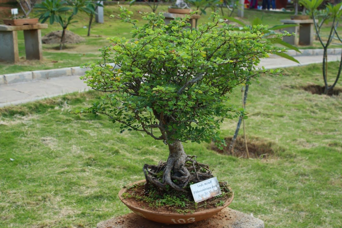 Jardín de Bonsáis