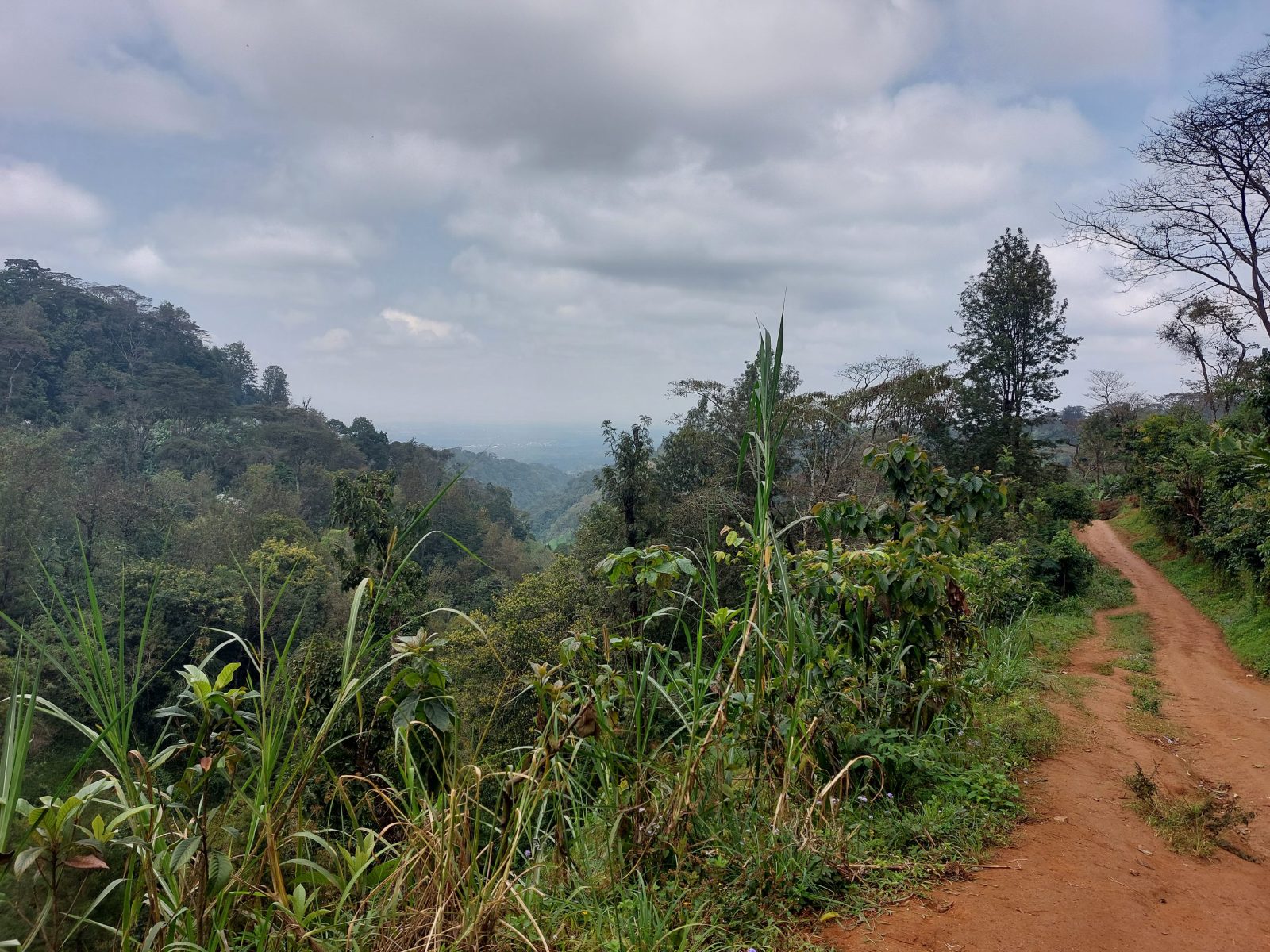 Coffee Plantation Paths