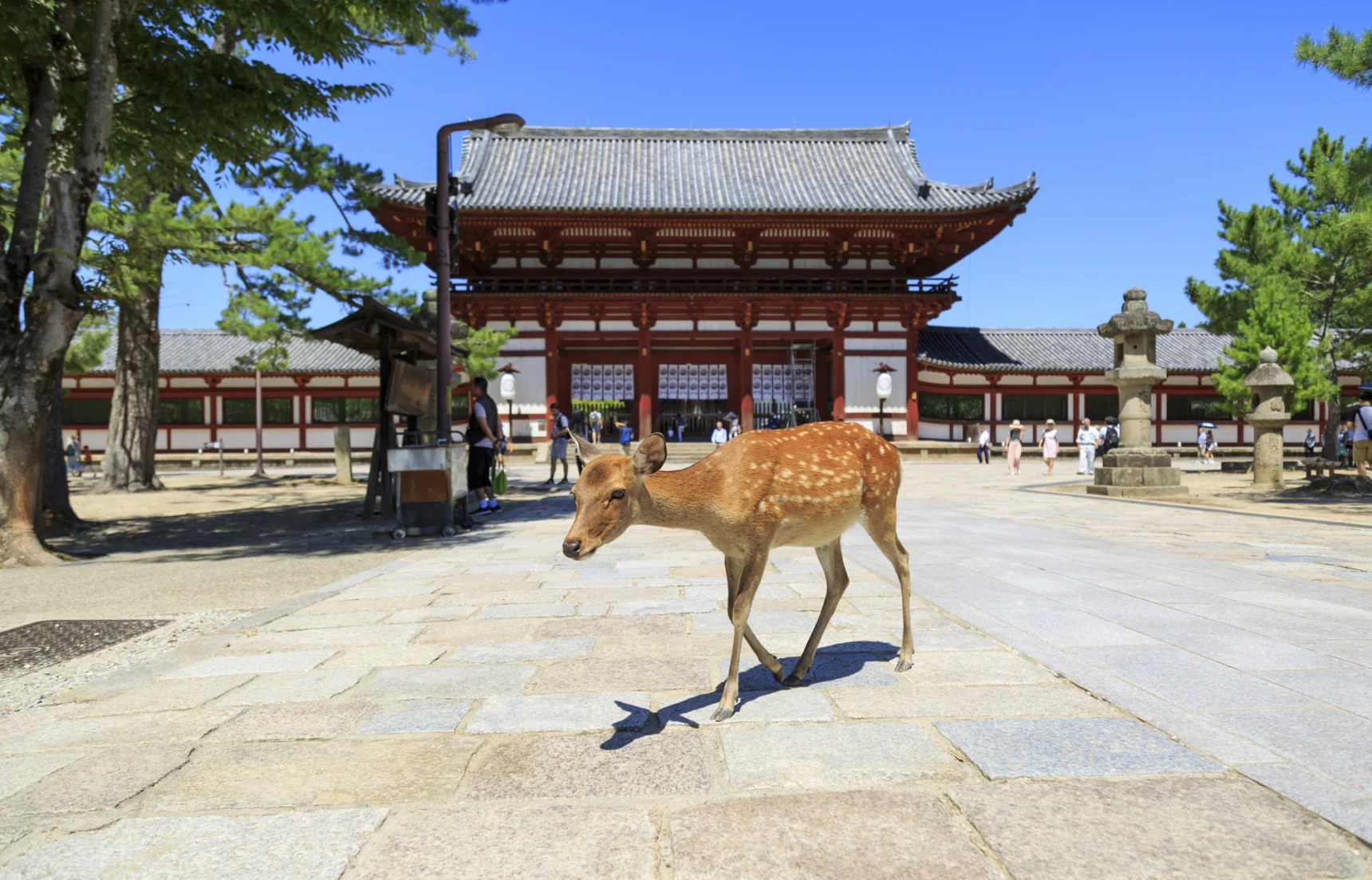 How Far Is Nara Park From Osaka