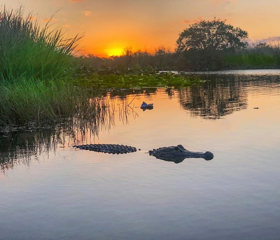 Everglades Tours from Miami