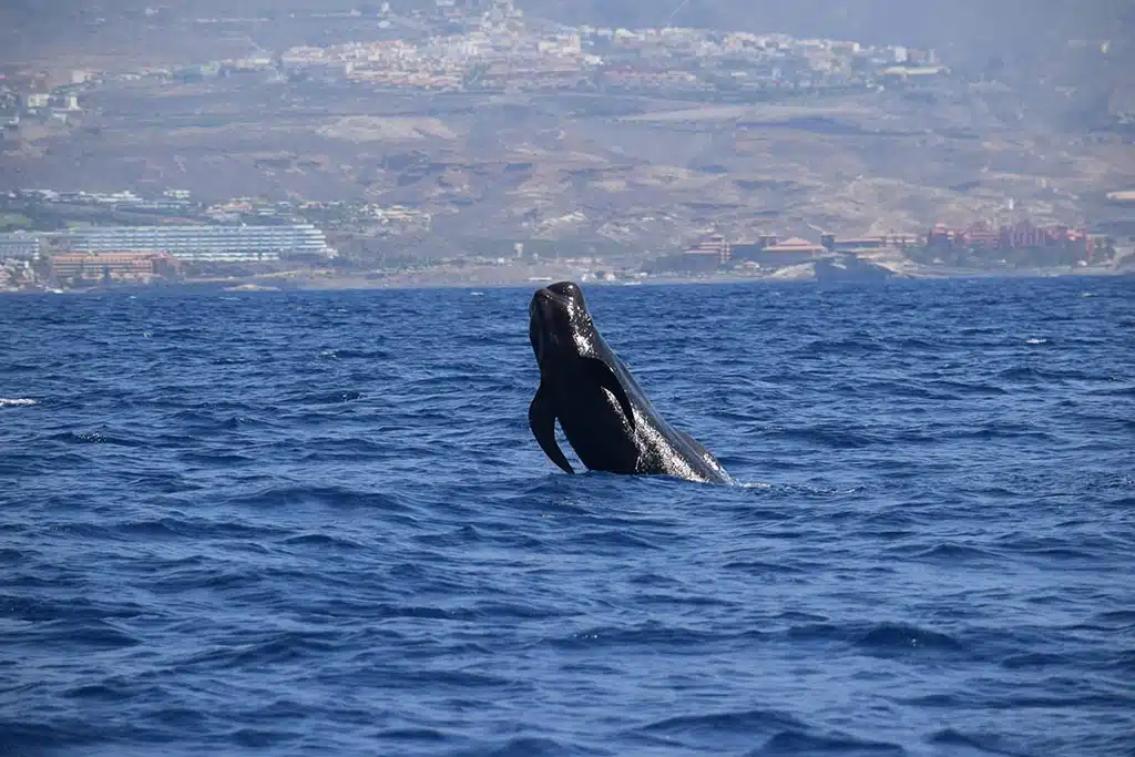Can You See Whales in Tenerife