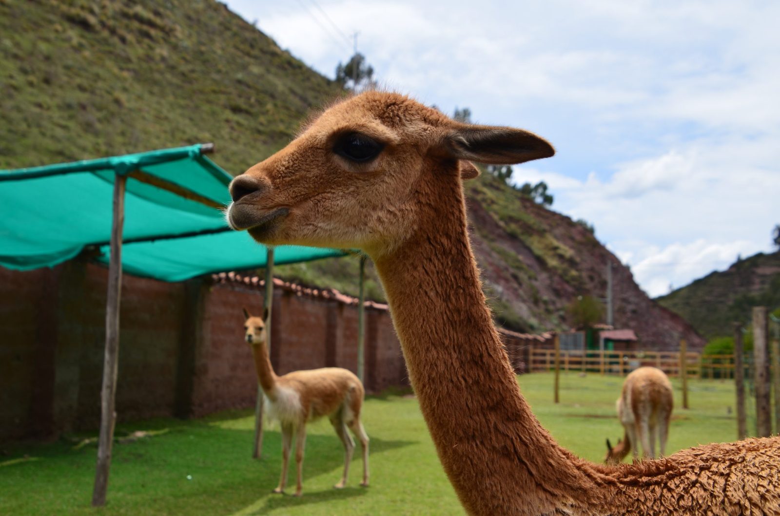 Alpaca Farm Tour Cusco