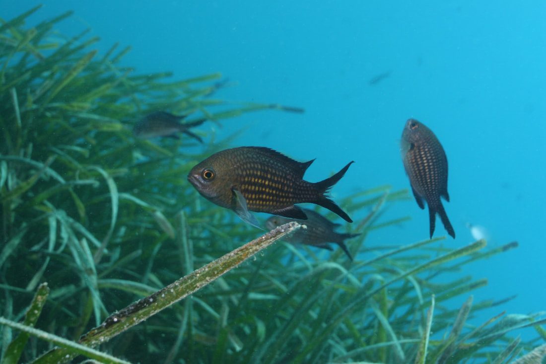 Marine Life Observation