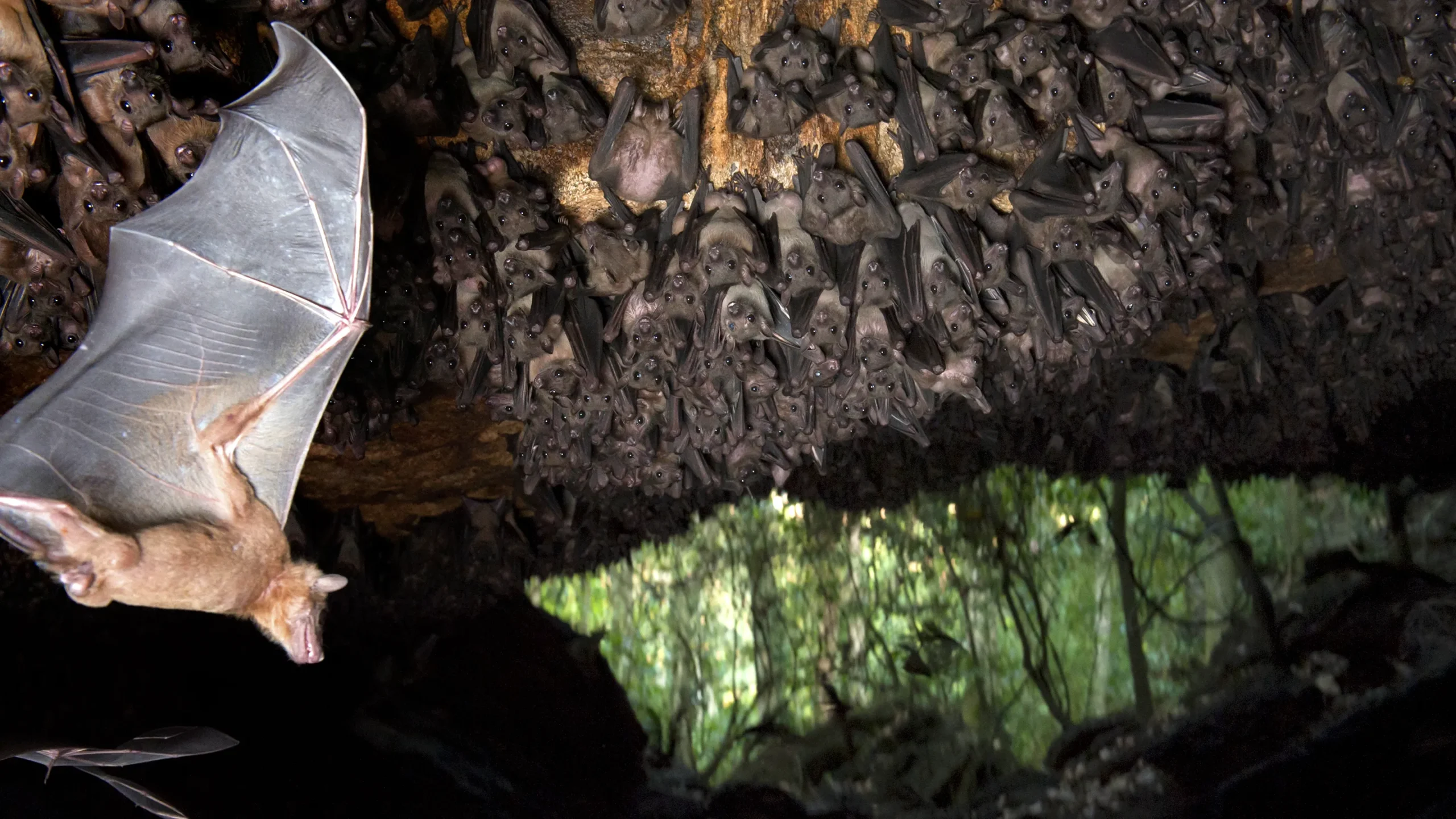 Hall of Bats