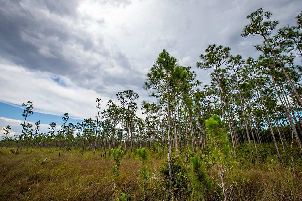 Pinelands