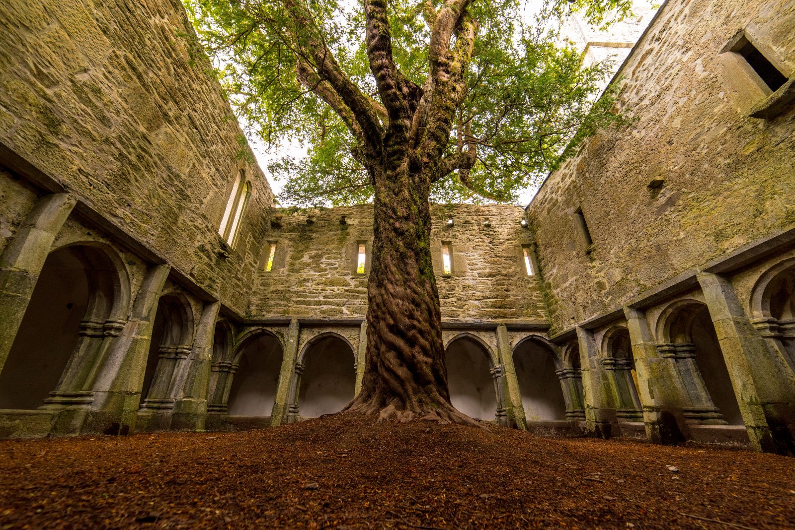 Muckross Abbey