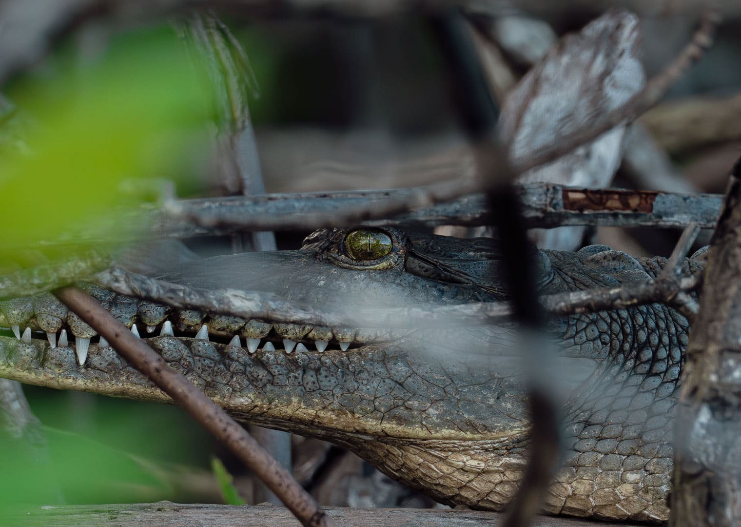 Are There Crocodiles in Tamarindo