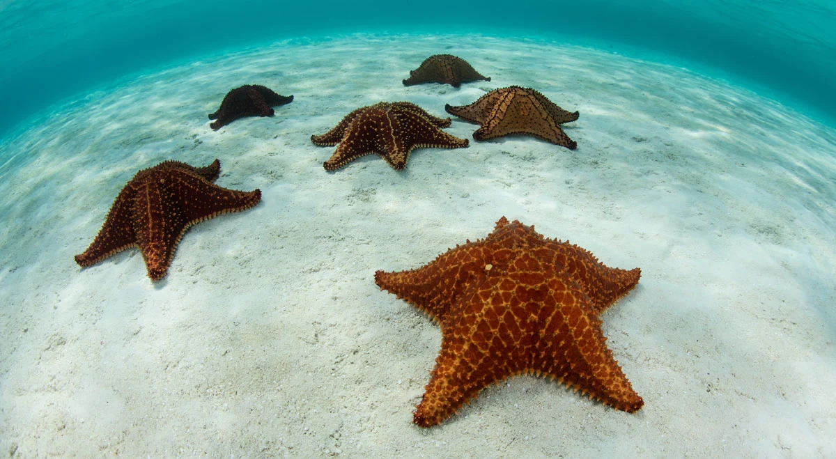 Starfish Colonies