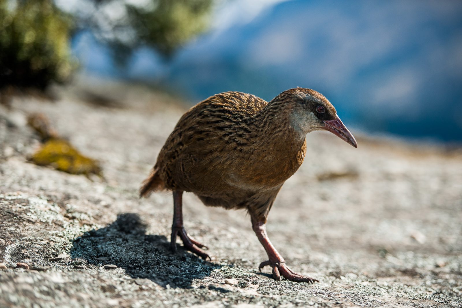 Birdlife