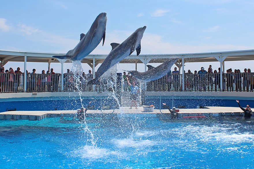 Can You Swim With Dolphins in Destin Florida