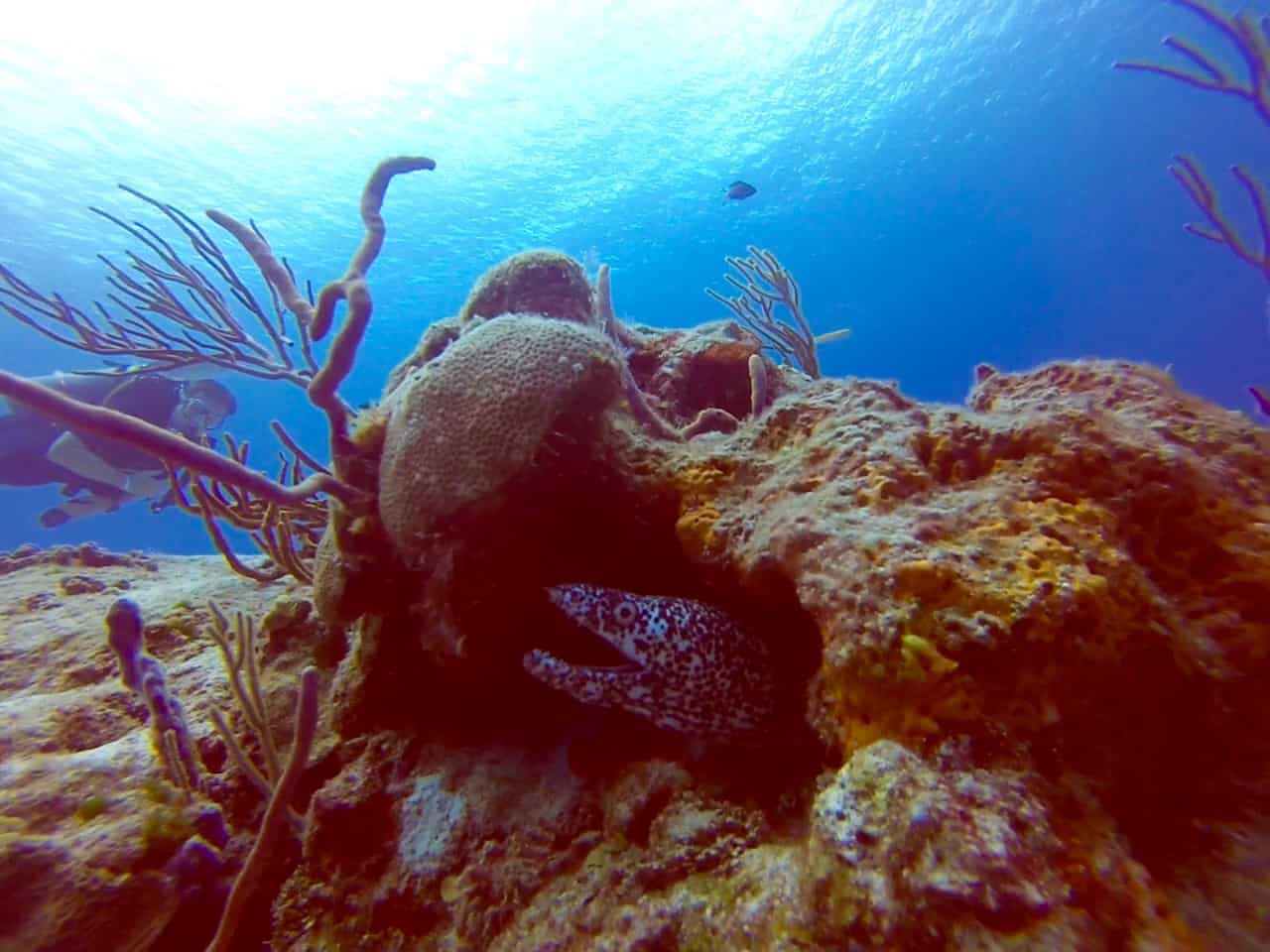 Paraiso Reef