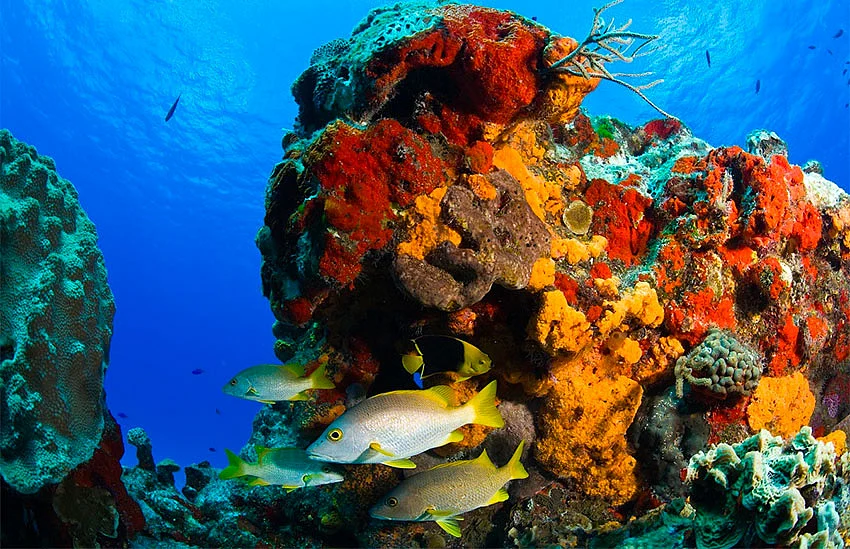 Palancar Reef