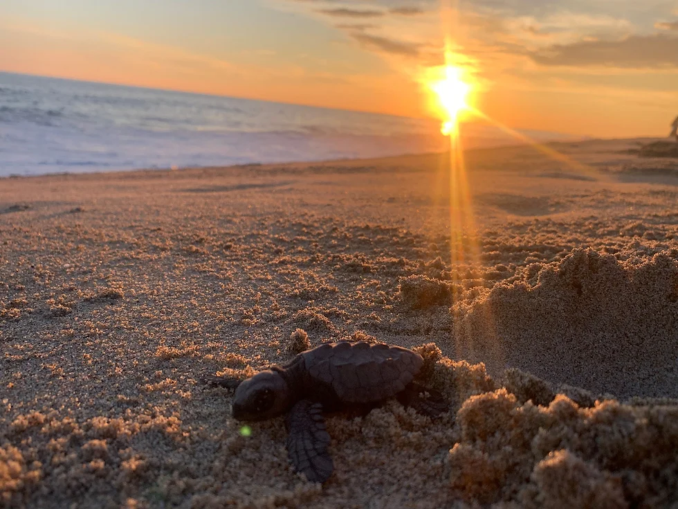 Is the Turtle Release in Puerto Escondido Ethical
