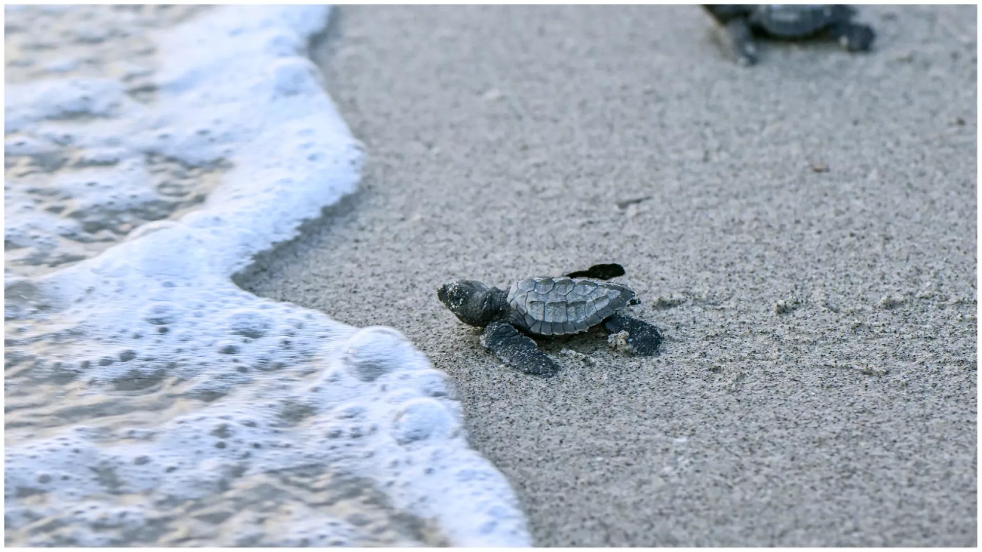 Saison de lâcher de tortues à Puerto Escondido
