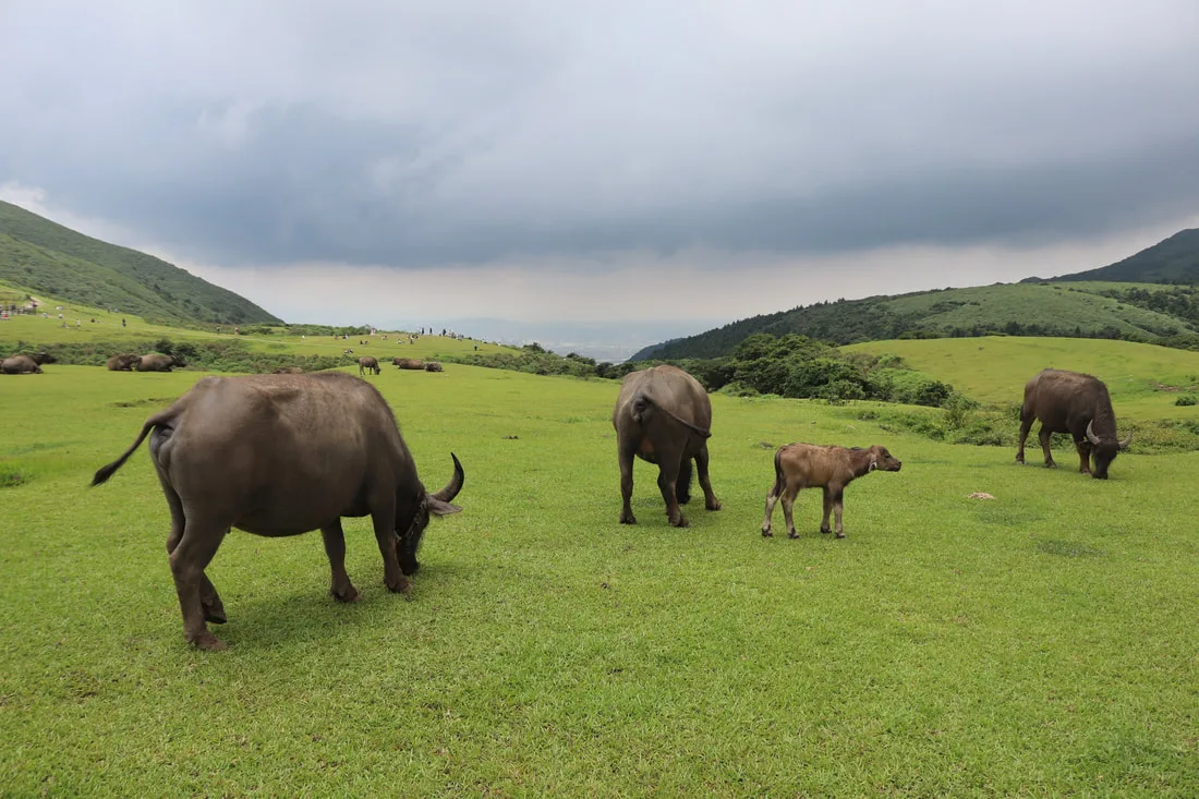 Qingtiangang Grassland
