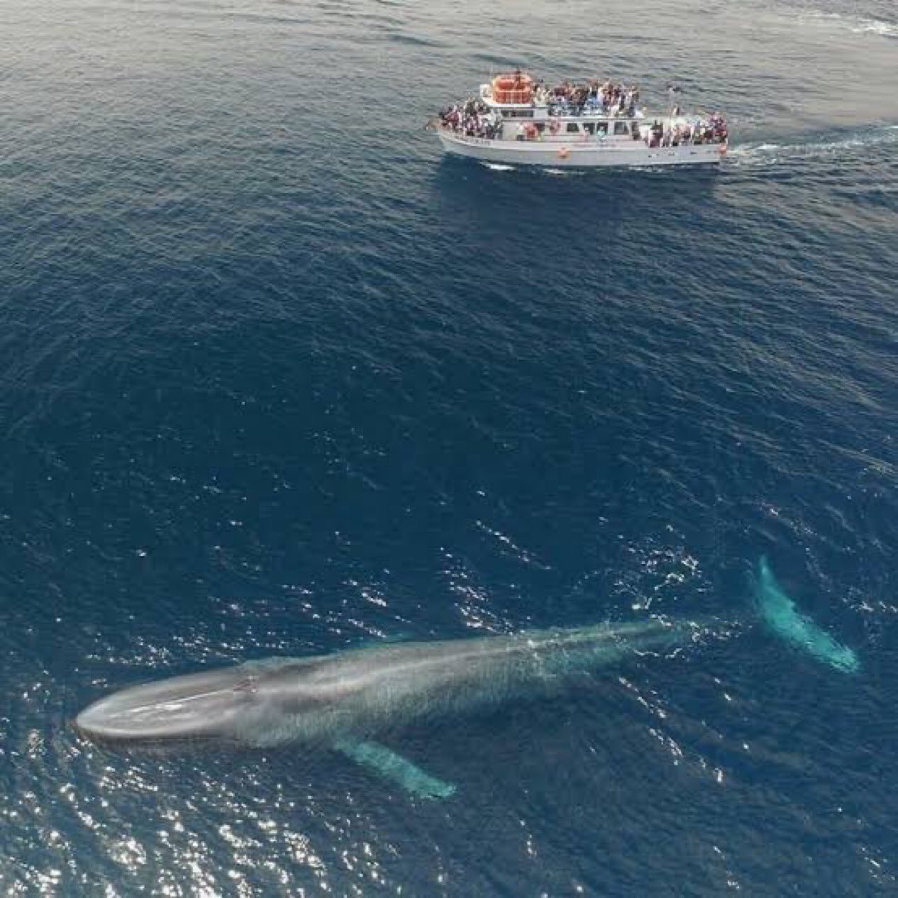 Can You See Blue Whales in Australia